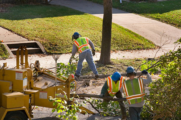 Best Emergency Tree Removal  in Auberry, CA